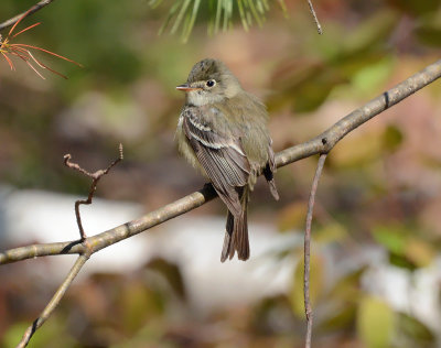 Least Flycatcher II _2991.jpg