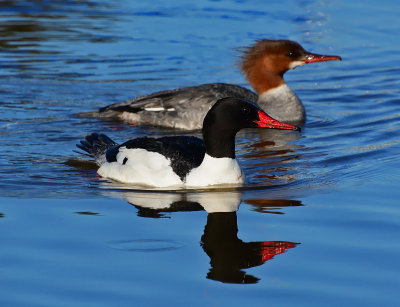 Merganser Pair II 3237.jpg