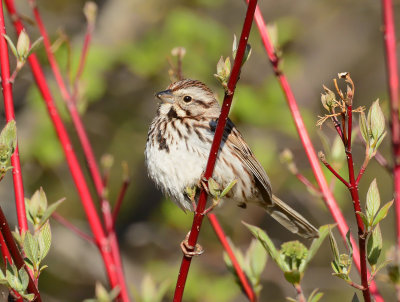 Song Sparrow II_3333.jpg