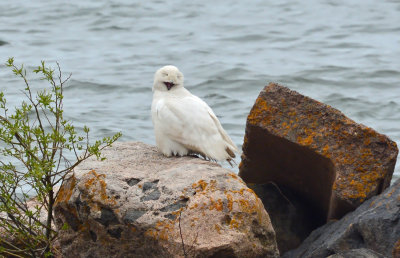 Yawn_0299.jpg