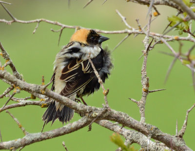 Bobolink II 1773.jpg
