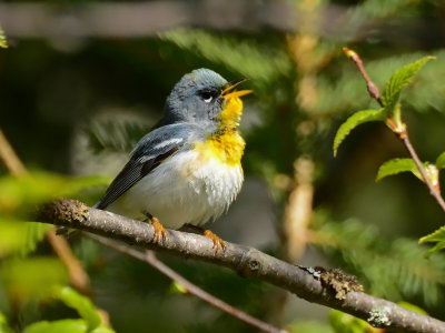 Northern Parula II_3418.jpg