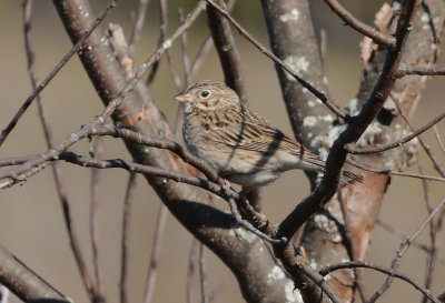 Vesper Sparrow III_2379.jpg