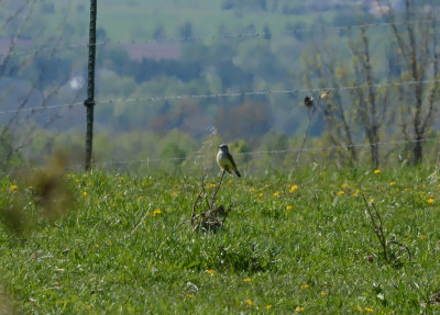 Western Kingbird II_2267.jpg