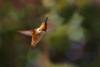 Hummingbird Glisten