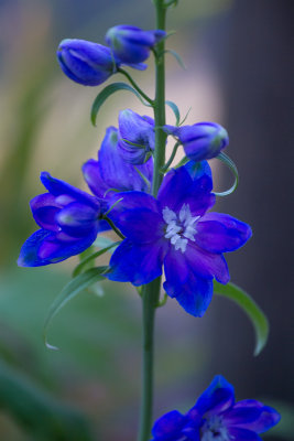 Blue Delphinium