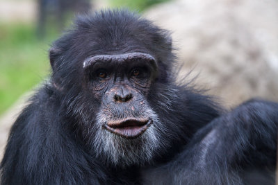 Primates, Oakland Zoo