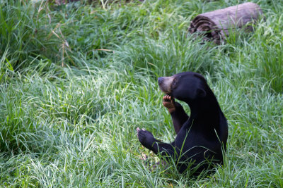 Sun Bears, Oakland Zoo