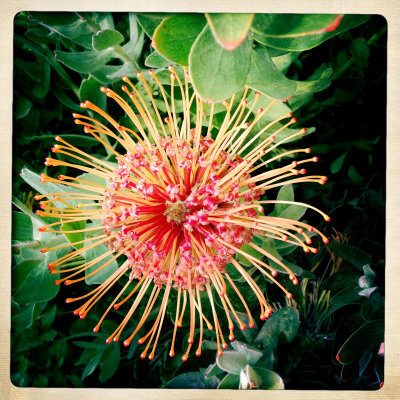 SF Zoo Flower