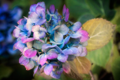 Fall Hydrangea