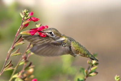 Hummingbird Photos