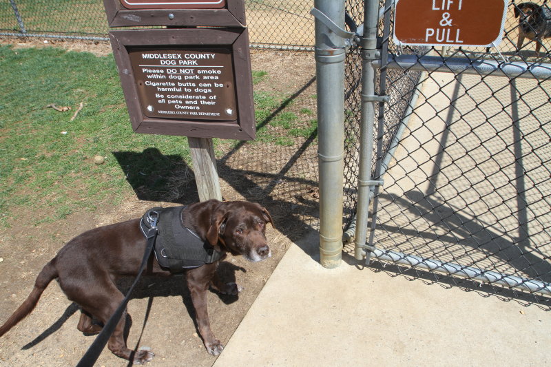 Sasha at the Dog Park Gate (IMG_5447.JPG)