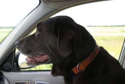 Sasha keepin' her eyes on Hwy. 83 between Virden and Russel, MB (IMG_9765.JPG)