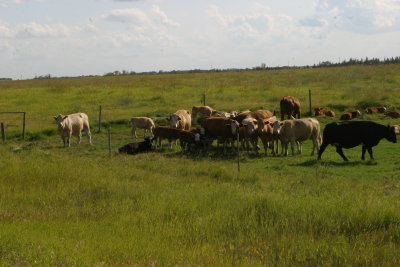 Cattle along the Yellowhead Highway in Manatoba (IMG_9774.JPG)