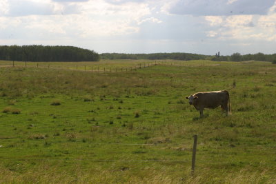 Lone Cow in Manatoba (IMG_9775.JPG)