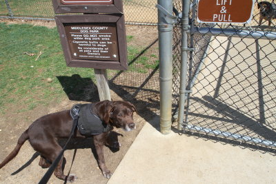 Sasha at the Dog Park Gate (IMG_5447.JPG)