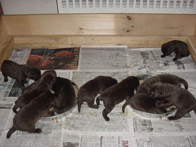 Sasha & her siblings shortly after her Birth Day (MVC-001S.JPG)