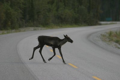 Caribou along Hwy. 97 near Muncho Lake, BC (IMG_0265.jpg)