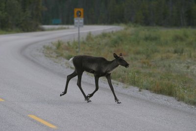 Caribou along Hwy. 97 near Muncho Lake, BC (IMG_0266.jpg)