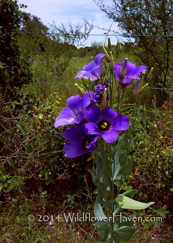 Bluebell Standout Beauty