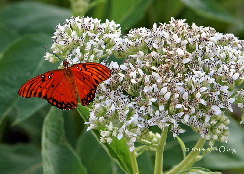 Gulf fritillary