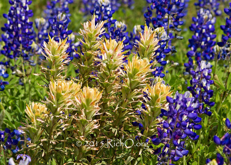 Yellow Prairie Paintbrush