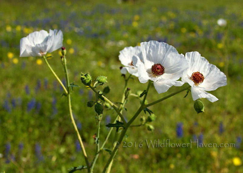 White Prickly Poppy