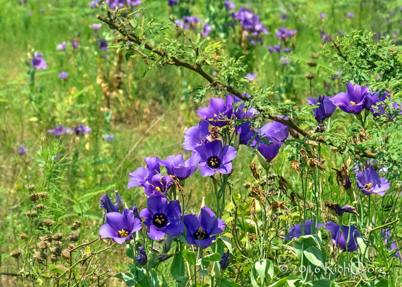 Bluebells in the Meadow