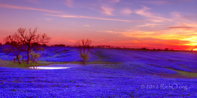 Texas Wildflower Report 2012