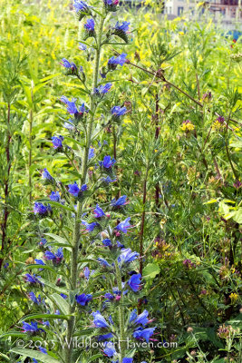 Blauer Natternkopf - Blueweed