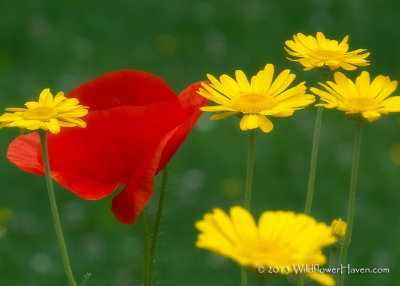 Red Poppy and Daisies