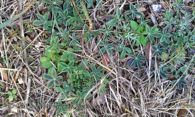Crownridge Canyon Bluebonnet Seedlings