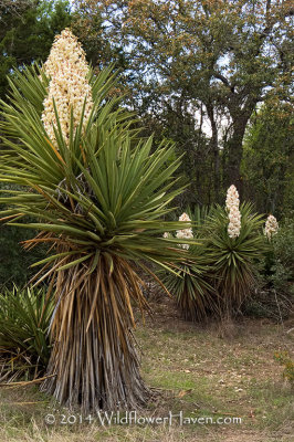 Yucca Family