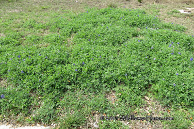 Bluebonnet patch - Crownridge