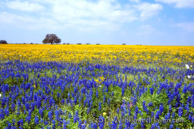 Bluebonnets and Groundsel