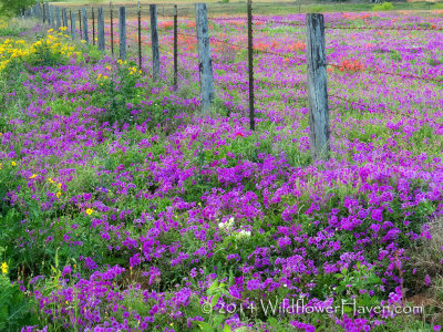 Color Me Wildflowers
