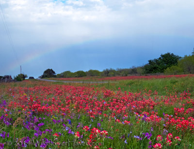 Rainbow and Wildflowers