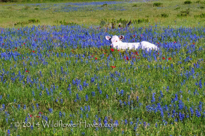 Chilling in the Bluebonnets
