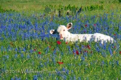 Sniffing the Bluebonnets