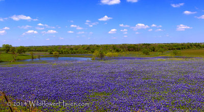 Bluebonnet Pond Pano