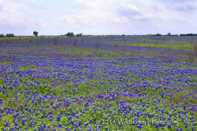 Bluebonnet Prairie