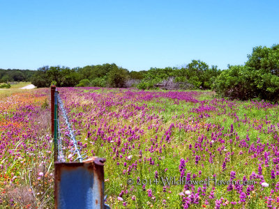Purple Horsemint Field
