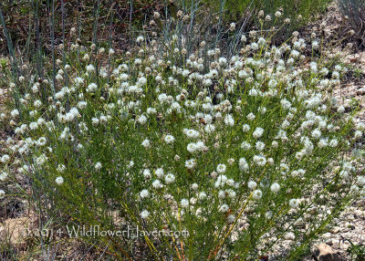 White Prairie Clover