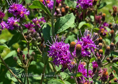 Ironweed