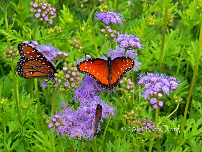 Queen Butterflies On Mistflower