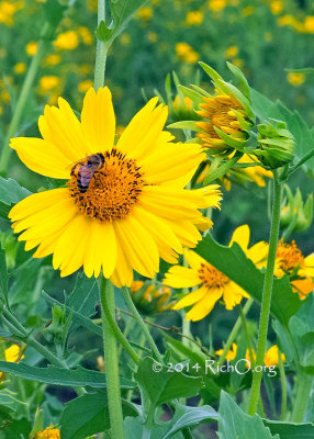 Bee on Cowpen Daisy