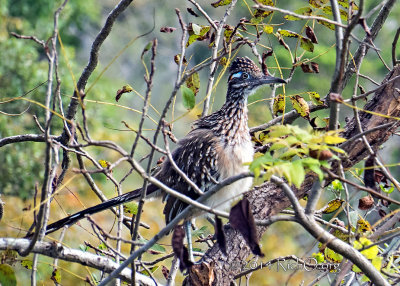 Texas Roadrunner