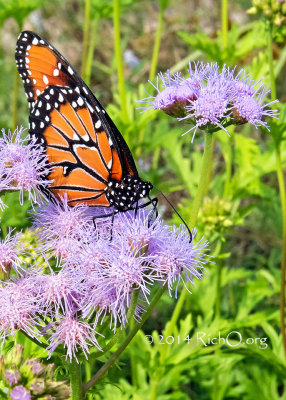 Queen butterfly on Mistflower