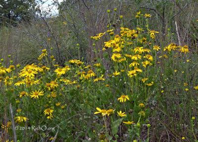 Lindheimer's crownbeard