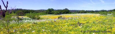 Wildflower Medley